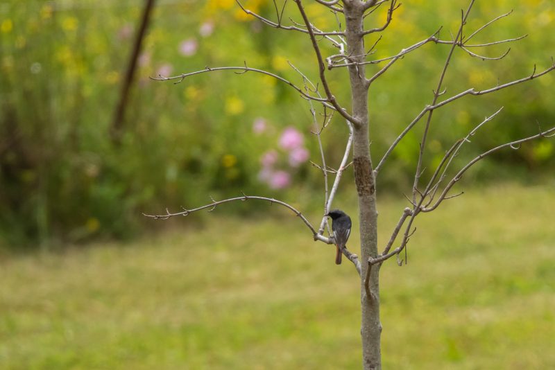 Rougequeue noir mâle